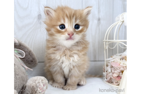 成約済の大阪府のサイベリアン-67827の7枚目